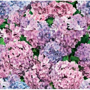 Vaxduk - Hortensia Vaxduk - Hortensia